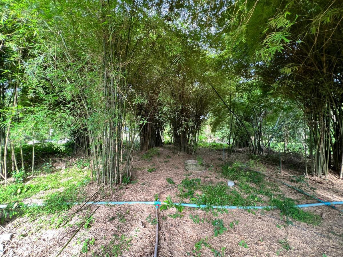 Phow Homestay Ban Mai  Dış mekan fotoğraf